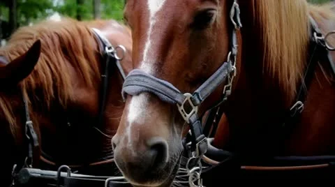Peaceful horses Stock Footage 21845010