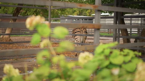 Peaceful image of zebra walking past leafy zoo surroundings, Serene depiction of Stock Footage 325086031