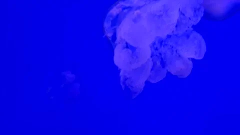 Peaceful jellyfish move gently through aquarium water, creating a soothing .. Stock Footage 340407366