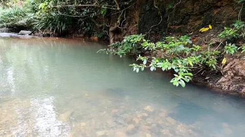 Peaceful Jungle River Stream - 60s Untouched Nature Background Stock Footage 327627923