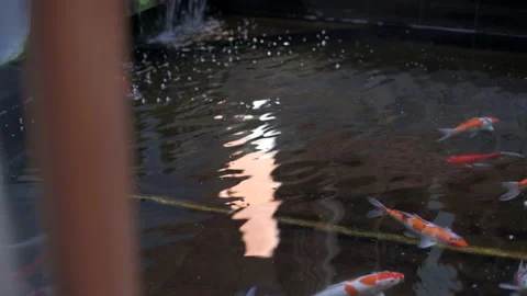 Peaceful koi fish pond view behind window Stock Footage 159176672