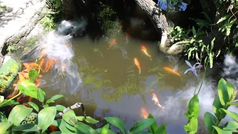 Peaceful Koi Pond Timelapse. Stock Footage 312071655