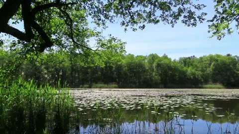Peaceful lake in summer time with water lilies and alder trees. Havelland reg Video stock 131096653