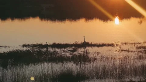 Peaceful Lakeside View as the Sun Sets Stock Footage 295529567