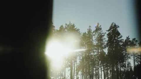A peaceful landscape with bright trees, through which sunlight shines through Stock Footage 321947702