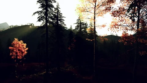 Peaceful landscape with lone maple and mountain silhouette in background Stock Footage 334336667