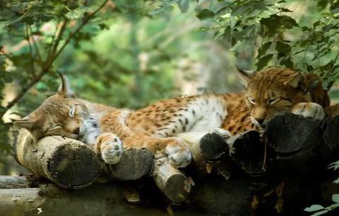 Peaceful leopard cubs Stock Photos