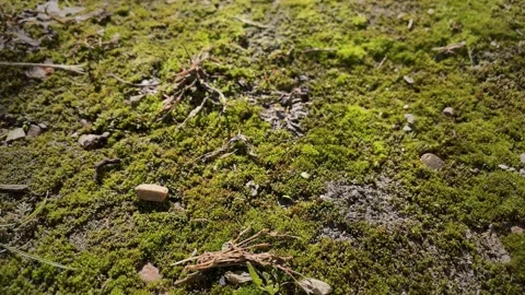 Peaceful Lichens Forest And Green Moss. Mossy Carpet On The Ground. Sunny Day Stock Footage 235881663