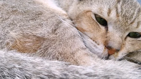 Peaceful Light Brown Cat Sleeping Deeply Stock Footage 341671915
