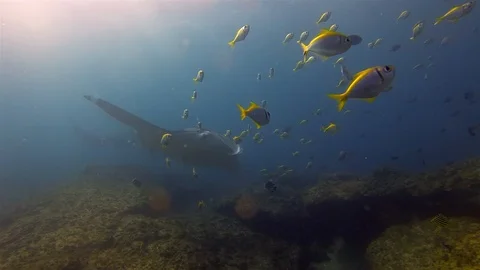 Peaceful Manta Rays Group Swimming &amp; Yellow Fish School Marine Life. Sunlit Sea Stock Footage 118917586
