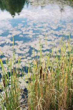 Peaceful Marsh Environment Featuring Water Plants And Gentle Ripples Fotos Stock