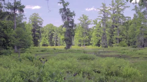 Peaceful Marsh Video stock 7763951