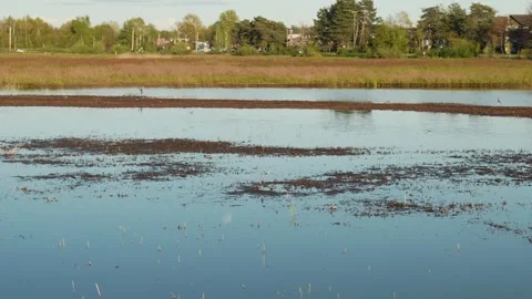 Peaceful marsh landscape with clear reflection on calm water surface Stock Footage 276341857