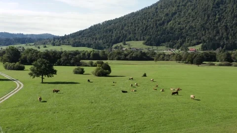 A peaceful meadow with a distant mountain range under a clear sky, cows graze. Stock Footage 287114119