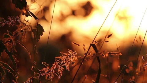 Peaceful Meadow At Dusk Stock Footage 72559686