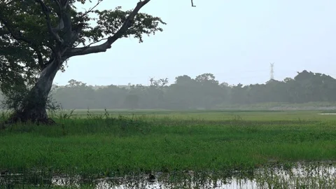 Peaceful Misty Meadow near Habarana. UltraHD 4k video Stock Footage