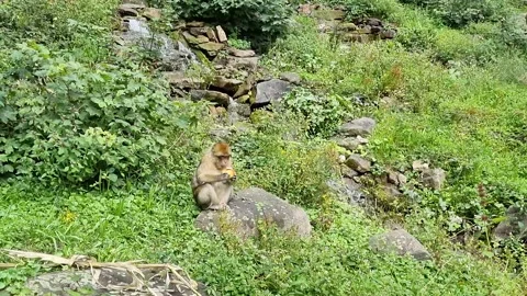 Peaceful monkey eating a big apple near the creek. Stock Footage 162473696