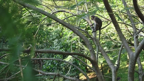 Peaceful Monkey Perched Amid Lush Branches. Calm Monkey Balancing High In Leafy Stock Footage 329021787