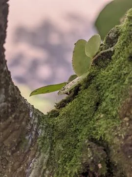 Peaceful moss Stock Photos