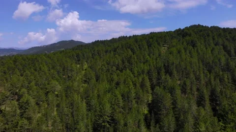 Peaceful mountain landscape with pine trees forest on a sunny day with Stock Footage 136282220