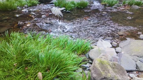 Peaceful Mountain Stream Deep in the Japanese Forest Stock Footage 336668327