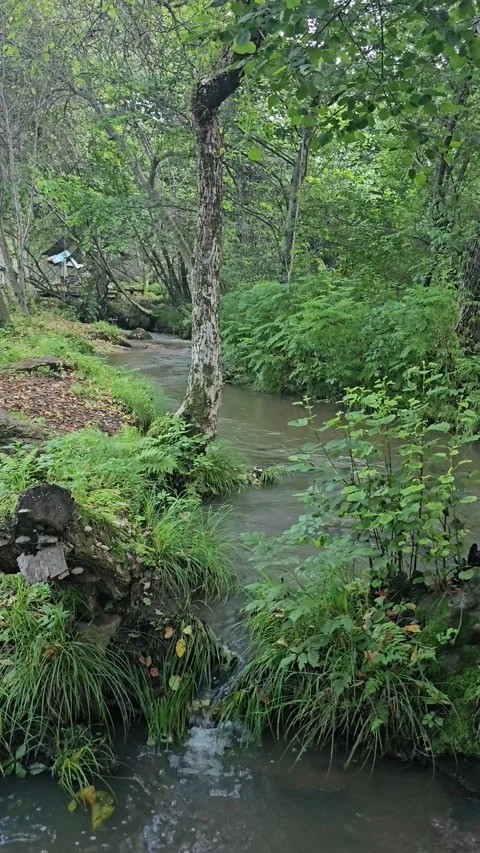 Peaceful Mountain Stream Flowing Through Forest Stock Footage 341585995