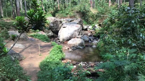 Peaceful Mountain Stream Flowing Through Lush Forest Stock-Footage 346116752