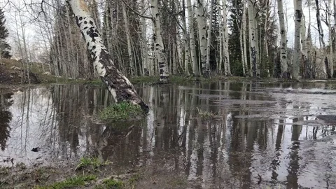 Peaceful mountain stream Stock Footage 91076927