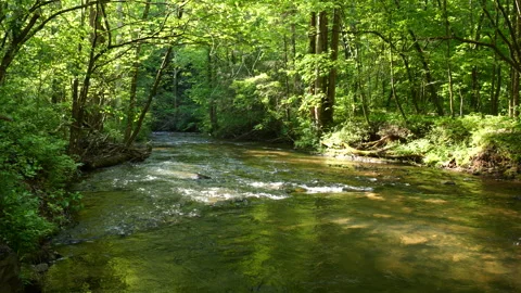 Peaceful mountain stream 스톡 동영상 240420764