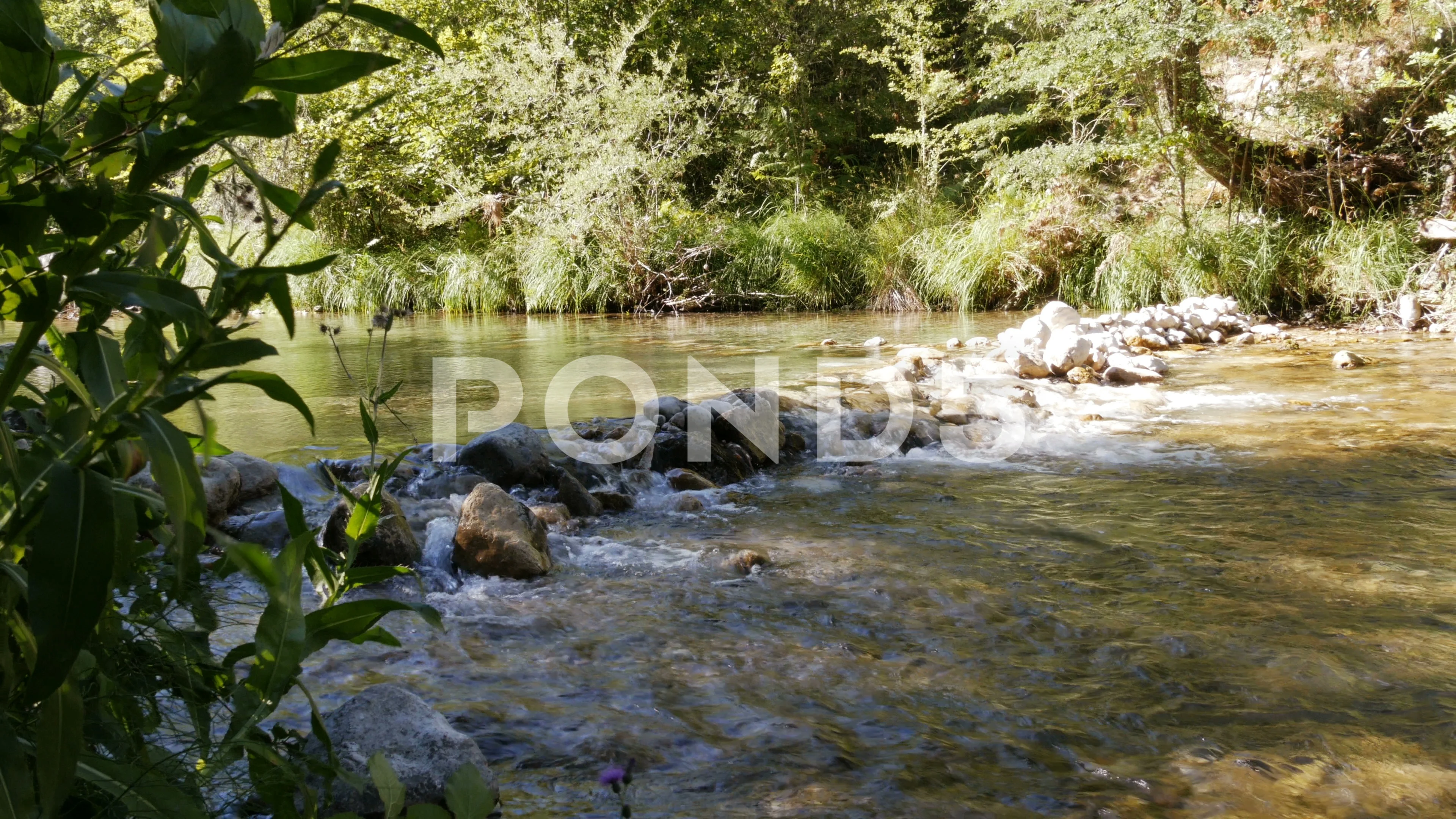 A Peaceful Mountain Stream In The Forest Stock Video Pond5