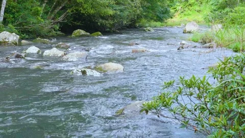 Peaceful Mountain Stream in Forest – High Quality 4K Nature Footage Stock Footage 310196360