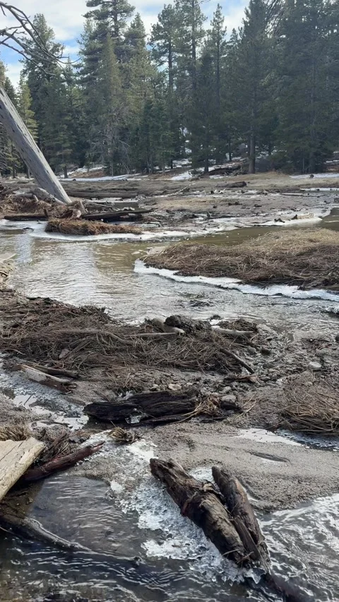 Peaceful Mountain Stream in Pine Forest with Audio Stock-Footage 331260645