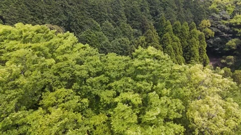 Peaceful Mountain Wind Captured in Cinematic Aerial View Stock Footage 336798661
