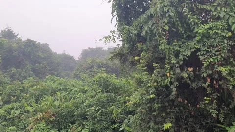 Peaceful muddy river stream with green forest vegetation in Indonesian Stock Footage 346191547