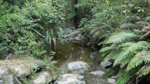 Peaceful native rain forest scene with clear stream and ferns in New Zealand Stock Footage 104783199