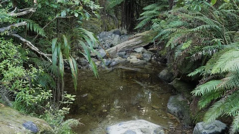 Peaceful native rain forest scene with clear stream and ferns in New Zealand Stock Footage 104783395