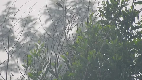 Peaceful Nature with Green Leaves and Trees in a Calm Forest Stock Footage 308564383
