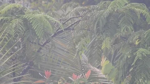 Peaceful Nature with Green Leaves and Trees in a Calm Forest Stock-Footage 308564659