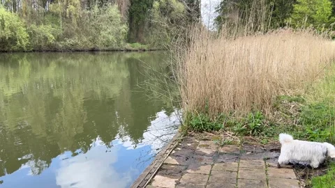 Peaceful Nature Reflection on Still Water in Amsterdamse Bos Netherlands 库存影片 334149918