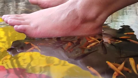 Peaceful Nilem Fish in Relaxing Therapy Tank Stock Footage 321572575