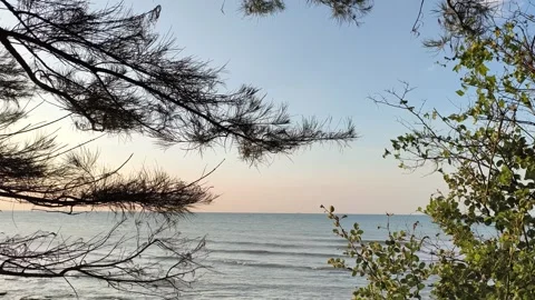 Peaceful Ocean View Framed by Trees at Sunset Coastal Landscape Video stock 341509017