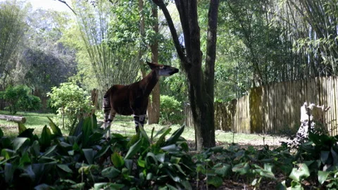 Peaceful okapi eating leaves from a tree on sunny day Stock Footage 153423641