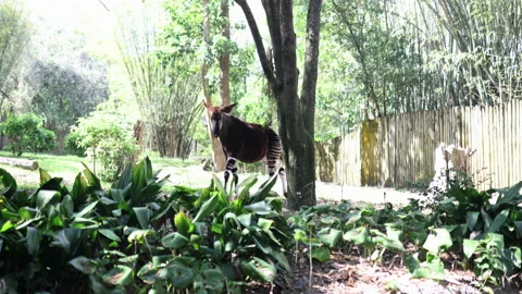 Peaceful okapi eating leaves from a tree on sunny day Stock Footage 154556866