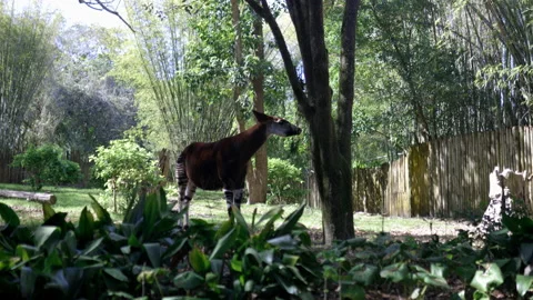 Peaceful okapi eating leaves from a tree on sunny day Stock Footage 154558148