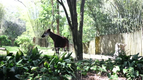 Peaceful okapi eating leaves from a tree on sunny day Stock Footage 154558348
