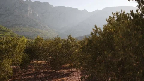 Peaceful olive grove beneath rugged mountains in warm Mediterranean evening ligh Stock Footage 341557024
