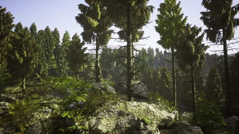 Peaceful open space illuminated by shimmering sunlight among pine trees Vídeos de archivo 341573761