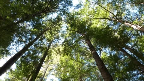 Peaceful outdoor nature forest tree canopy background Vídeos de archivo 343619043
