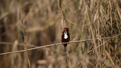 Peaceful outdoor setting features white throated kingfisher vigilant 스톡 동영상 331411513