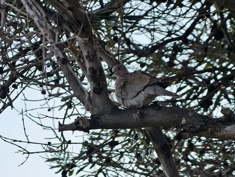 Peaceful outdoor setting with tiny birds sheltered on branches amid shadows.. Stockfoto's